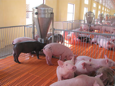 Chăn nuôi tỉnh ta đang phát triển là nguồn nguyên liệu cho lĩnh vực chế biến xuất khẩu.