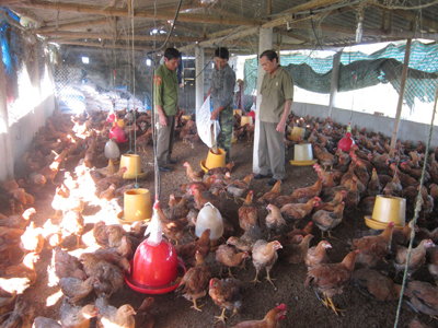 Trang trại chăn nuôi và trồng trọt của CCB Nguyễn Trí Thành, trong nhiều năm qua trở thành nơi tham quan học tập của các CCB.