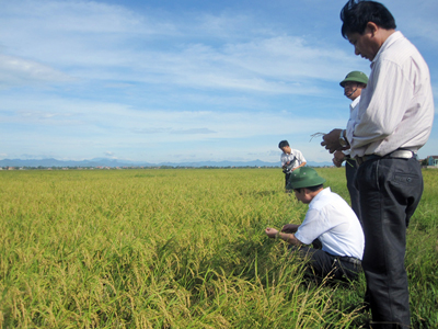 Vụ lúa tái sinh được mùa ở Lệ Thủy.