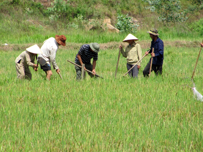Nông dân thành phố Đồng Hới diệt chuột.