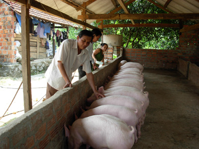 Người dân vay vốn ưu đãi từ NHCSXHMH để phát triển chăn nuôi.