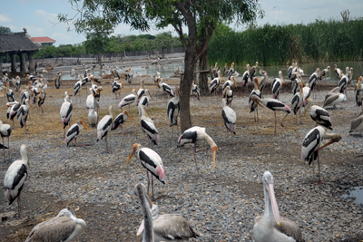 Một góc vườn thú tự nhiên của Safari World.