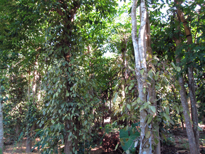 Để tăng thu nhập, nhiều hộ dân xã Quảng Thạch đã đẩy mạnh trồng cây hồ tiêu.