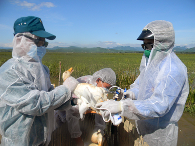 Cán bộ thú y tiêm phòng vắc xin phòng chống cúm gia cầm tại xã An Ninh (Quảng Ninh).