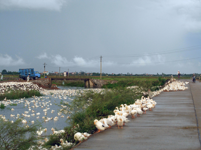 Nếu thiếu sự giám sát, quản lý chặt chẽ đối với những đàn vịt nuôi chạy đồng, nguy cơ lây lan, phát tán dịch bệnh là rất cao.