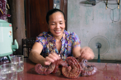 Chị Thủy giới thiệu sản phẩm nấm linh chi.