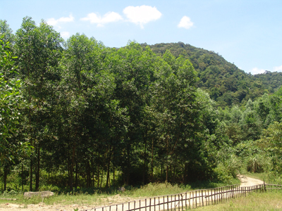 Rừng ở Lệ Thuỷ được trồng từ nguồn vốn đầu tư của Chương trình trồng mới 5 triệu ha rừng.