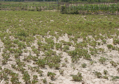 Ruộng khát ở Lâm Trạch