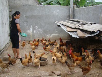 Chị Thảo đang chăm sóc đàn gà mái đẻ.
