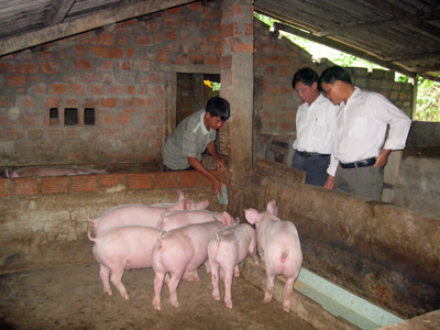 Trang trại nuôi lợn của gia đình anh Đinh Minh Thành.