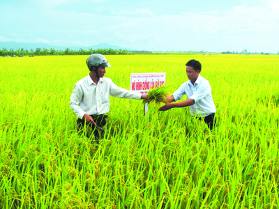 Sản xuất giống lúa ngắn ngày chất lượng cao phục vụ sản xuất nông nghiệp trên địa bàn tỉnh.