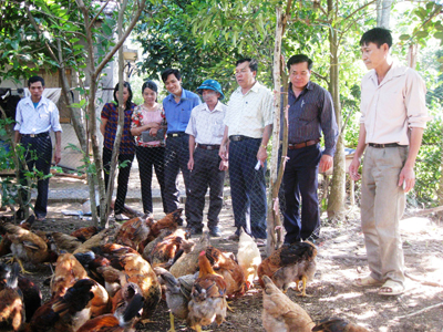 Mô hình chăn nuôi gà Mía thả vườn bán công nghiệp do kỹ sư Võ Thị Bích Thảo chuyển giao cho người dân xã Trường Xuân (Quảng Ninh).