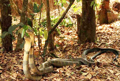 Một đôi rắn hổ mang chúa tại khu vực núi đất ở Phong Nha-Kẻ Bàng. Ảnh: PNKB