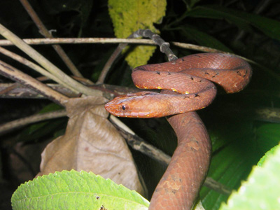 Loài rắn tự biến hình thành màu đất để ngụy trang khi đi săn mồi hoặc gặp nguy hiểm. Ảnh: Ngọc Kiên