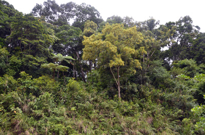 Khu vực rừng phòng hộ Động Châu với nhiều loài gỗ quý.