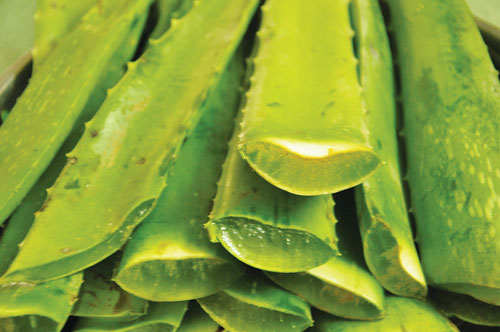 Lá lô hội - Ảnh: H.Mai