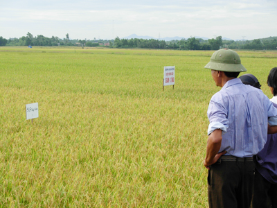 Cánh đồng lúa năng suất cao ở Lệ Thuỷ.