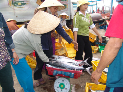 Ngư dân được mùa cá.