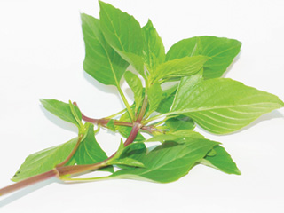 Lá húng quế - Ảnh: Thái Nguyên 