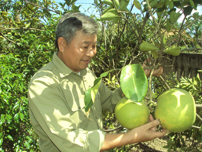 CCB Đoàn Ngọc Thụ và thành quả vườn nhà.