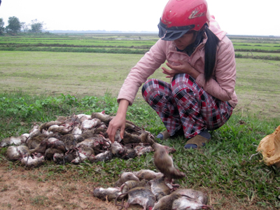Có những người dân xã Vạn Ninh mỗi ngày diệt trên 100 con chuột.