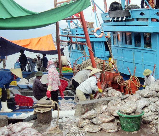 Những người phụ nữ mưu sinh với công việc sơ chế cá ở cảng Gianh.