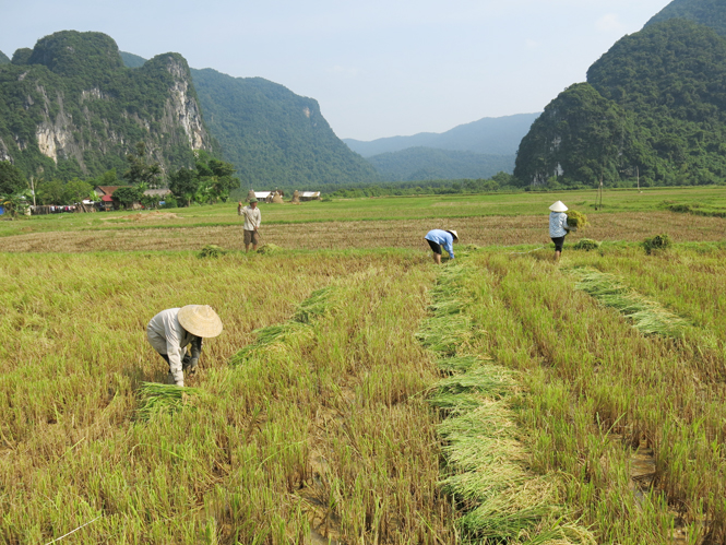 Người dân xã Tân Hóa thu hoạch lúa sau lũ.