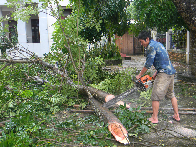 Người dân Tuyên Hóa chủ động cưa tỉa cành cây nhằm tránh thiệt hại do bão.