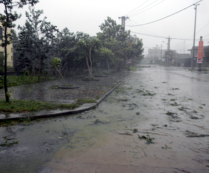 Bão số 10 bắt đầu làm gãy đổ một số cây xanh tại thị trấn Kiến Giang (ảnh chụp lức 13 giờ ngày 30-9-2013), huyện Lệ Thủy.