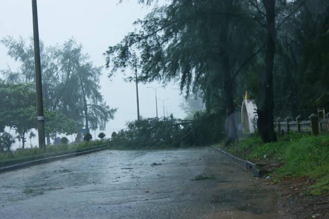 Cây đổ trên đường Trương Pháp.