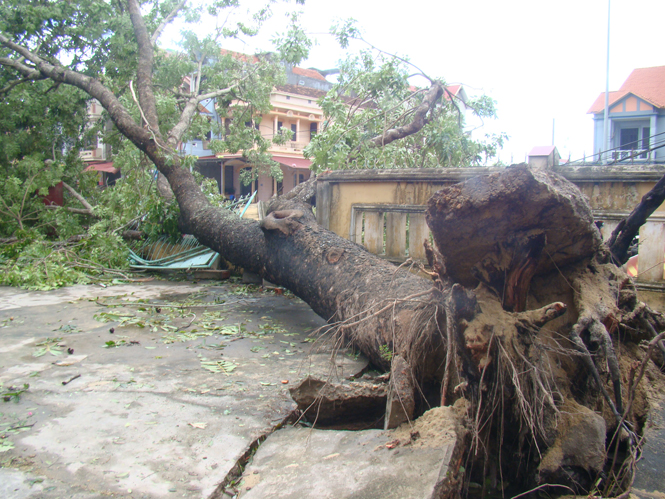 Những cây cổ thụ hai người ôm cũng bị bão giật đổ