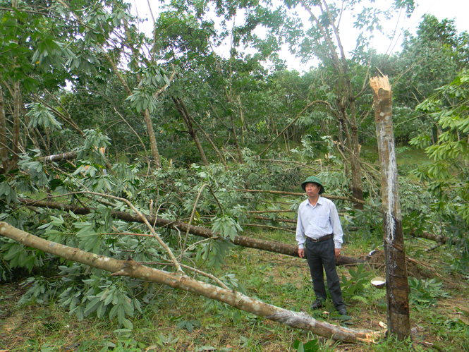 Rừng cao su của hộ ông Hoàng Quyết Thắng ở thôn Lim Lũ 2, xã Kim Hóa bị gió bão quật đổ