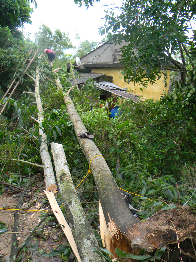 Cây gãy đổ vào nhà dân ở thị trấn Đồng Lê.