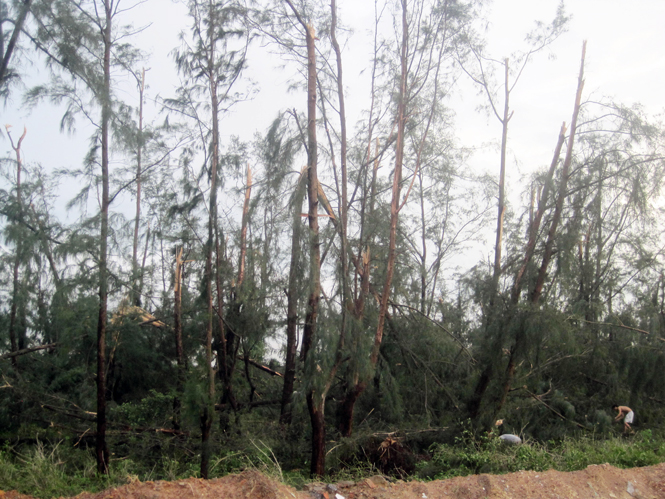 Rừng mẹ Nghèng không còn nguyên vẹn sau bão số 10