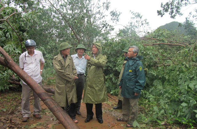 Đồng chí Trần Văn Tuân kiểm tra diện tích cao su bị gãy đổ tại Nông trường I thuộc Công ty TNHH MTV Lệ Ninh.