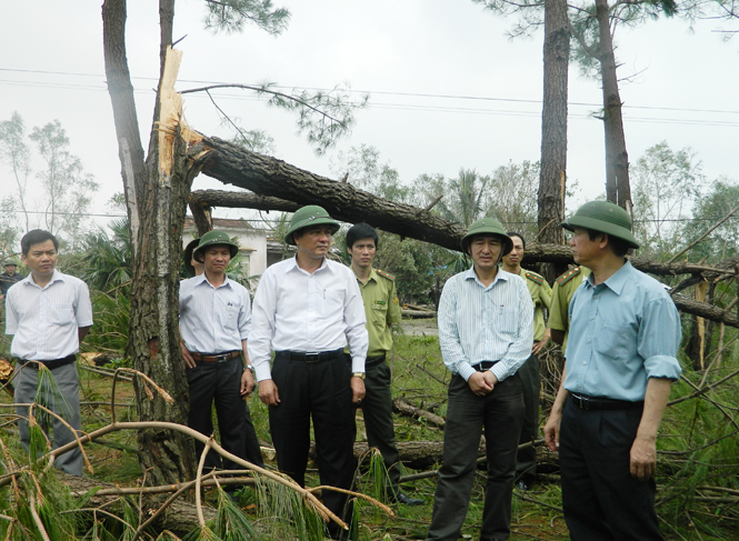 Đồng chí Trần Văn Tuân, UVTV Tỉnh ủy, Phó Chủ tịch UBND tỉnh kiểm tra diện tích cây thông bị thiệt hại của Công ty TNHH MTV Lâm công nghiệp Long Đại.