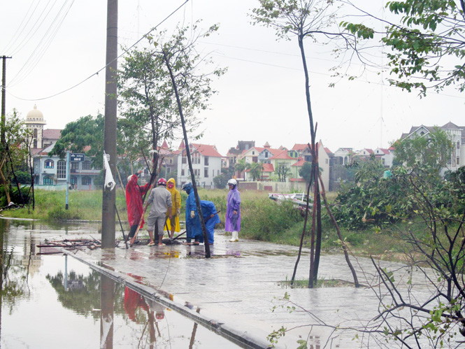Công nhân Trung tâm công viên cây xanh chống lại cây sau bão.