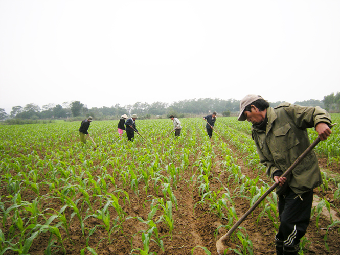 Nhờ tích cực lao động sản xuất, đời sống của nông dân tỉnh ta ngày càng được nâng cao.