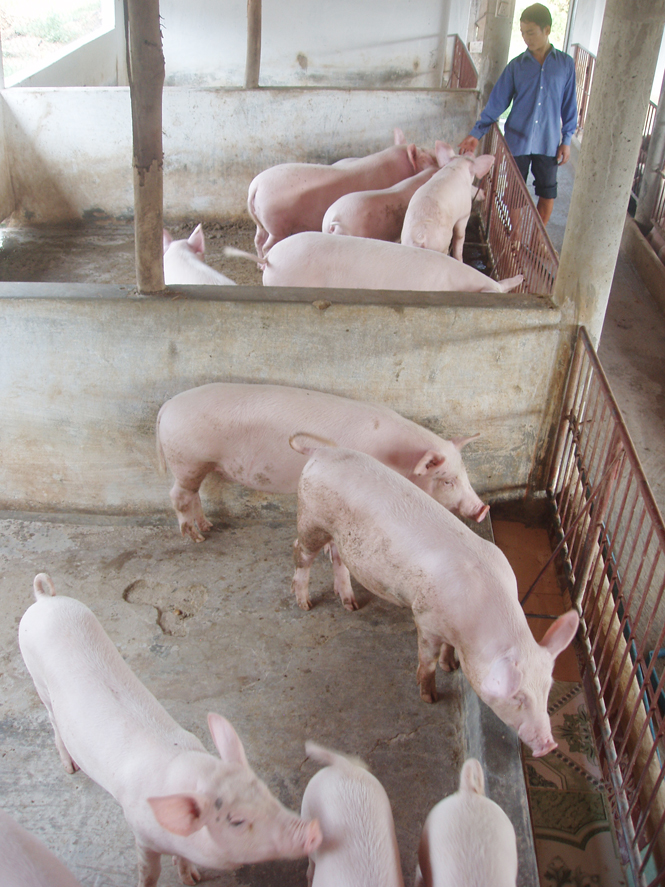 Một trang trại chăn nuôi lợn ở xã Thuận Đức, Đồng Hới.Ảnh: P.V