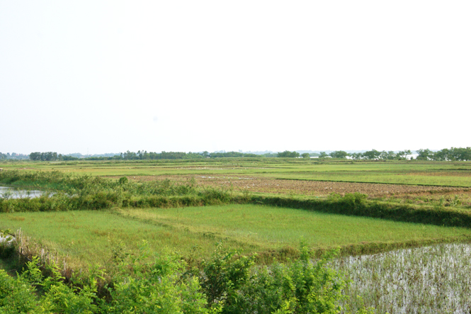 Hiệu quả kinh tế của đồng ruộng quá thấp đã khiến nhiều diện tích ruộng ở huyện Quảng Ninh bị bỏ hoang trong vụ hè-thu.