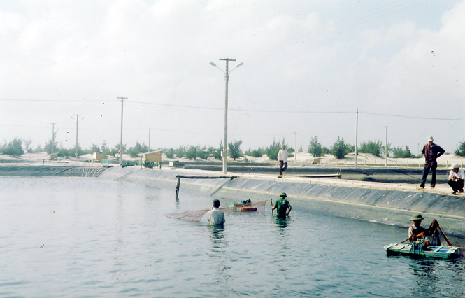 Nuôi tôm công nghiệp trên cát ở xã Bảo Ninh