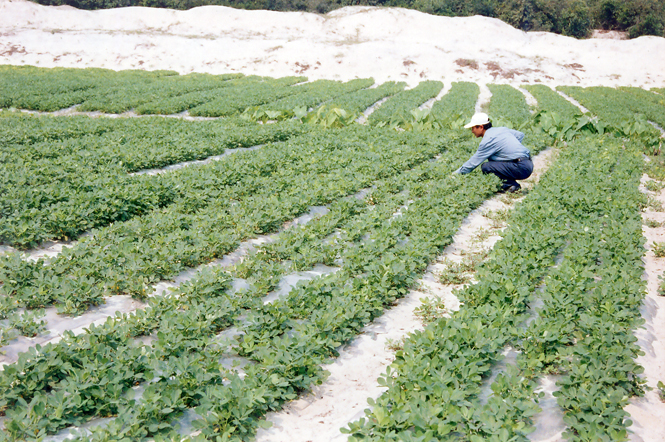 Cây lạc phủ ni lon trồng trên cát Hồng Thủy
