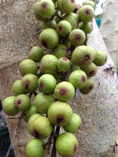  Quả sung - Ảnh: T.Xuân Chi