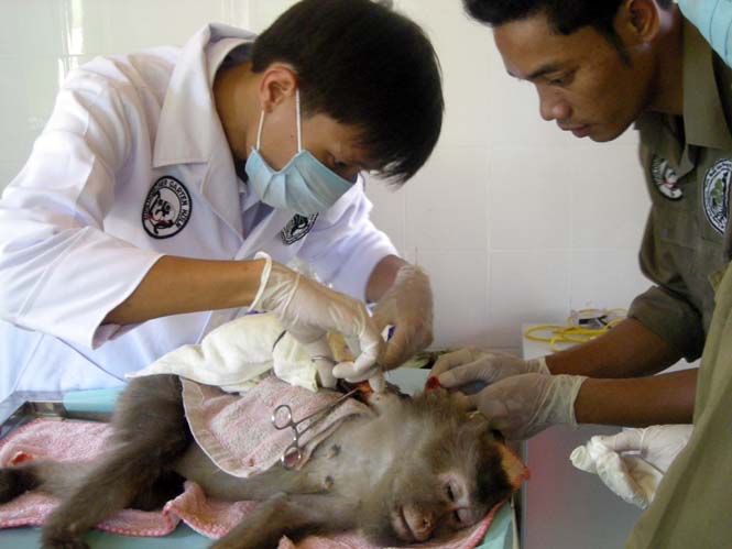 Các bác sĩ tại trung tâm tiến hành phẫu thuật tháo khớp cho một chú khỉ bị thương vì dính bẫy.