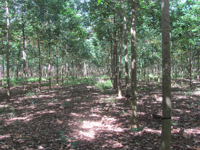 Vườn cao su của gia đình anh Nguyễn Phu ở xã Thiện Hưng, huyện Bù Đốp.