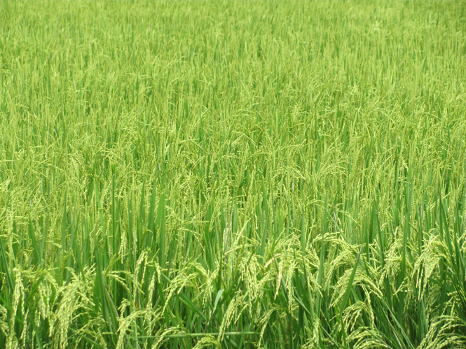 Lúa trên cánh đồng mẫu lớn xã Phong Thuỷ (Lệ Thuỷ) trong vụ đông-xuân 2012- 2013 cho năng suất cao.