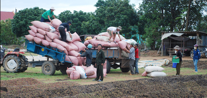 Nhờ có hệ thống đường giao thông nông thôn được đầu tư bài bản, người dân huyện Đắk Hà yên tâm khi sử dụng các loại xe kéo có tải trọng vừa để chuyên chở sản phẩm cà phê.