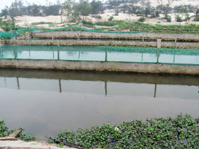 Hồ nôi cá lóc được kiên cố hoá ở thôn Bắc Hoà.