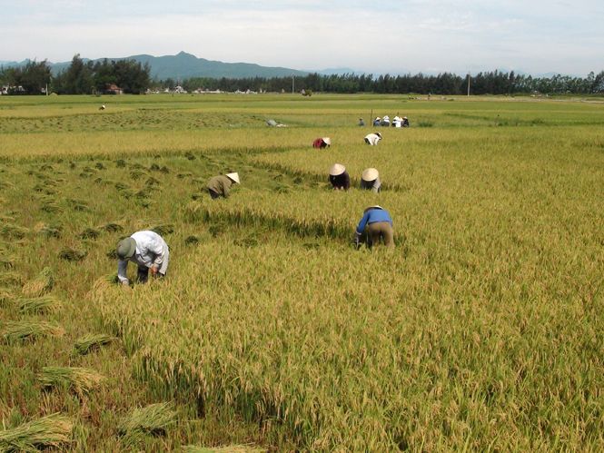 Quảng Ninh chú trọng đẩy mạnh sản xuất nông nghiệp, bảo đảm an ninh lương thực trên địa bàn.