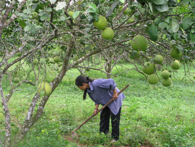 Tận dụng lợi thế vùng gò đồi, nông dân Tuyên Hóa chú trọng đầu tư phát triển các loại cây ăn quả có giá trị kinh tế cao.